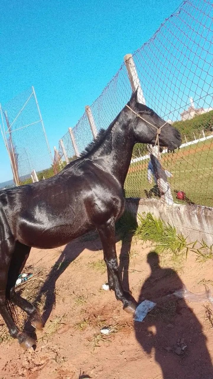 Cavalos  - Foto 4