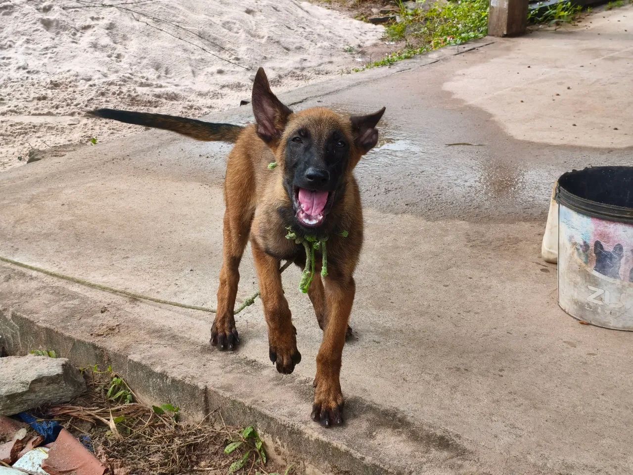 Pastor Belga Malinois - Foto 2