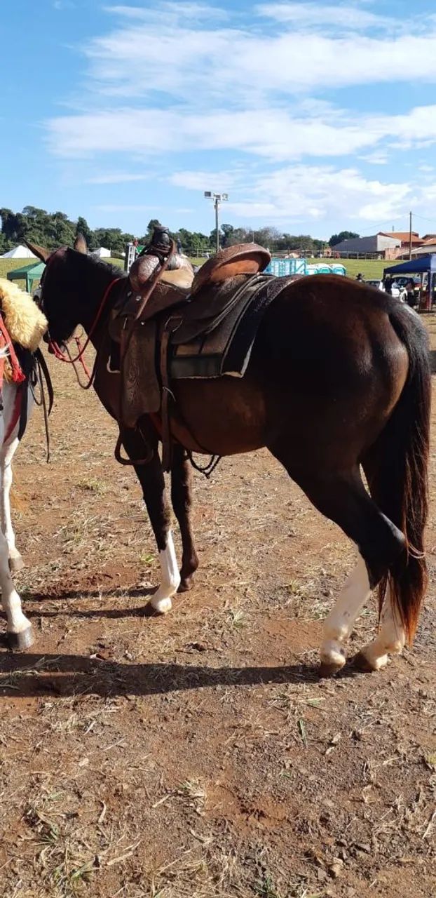 Égua Preta - Foto 4