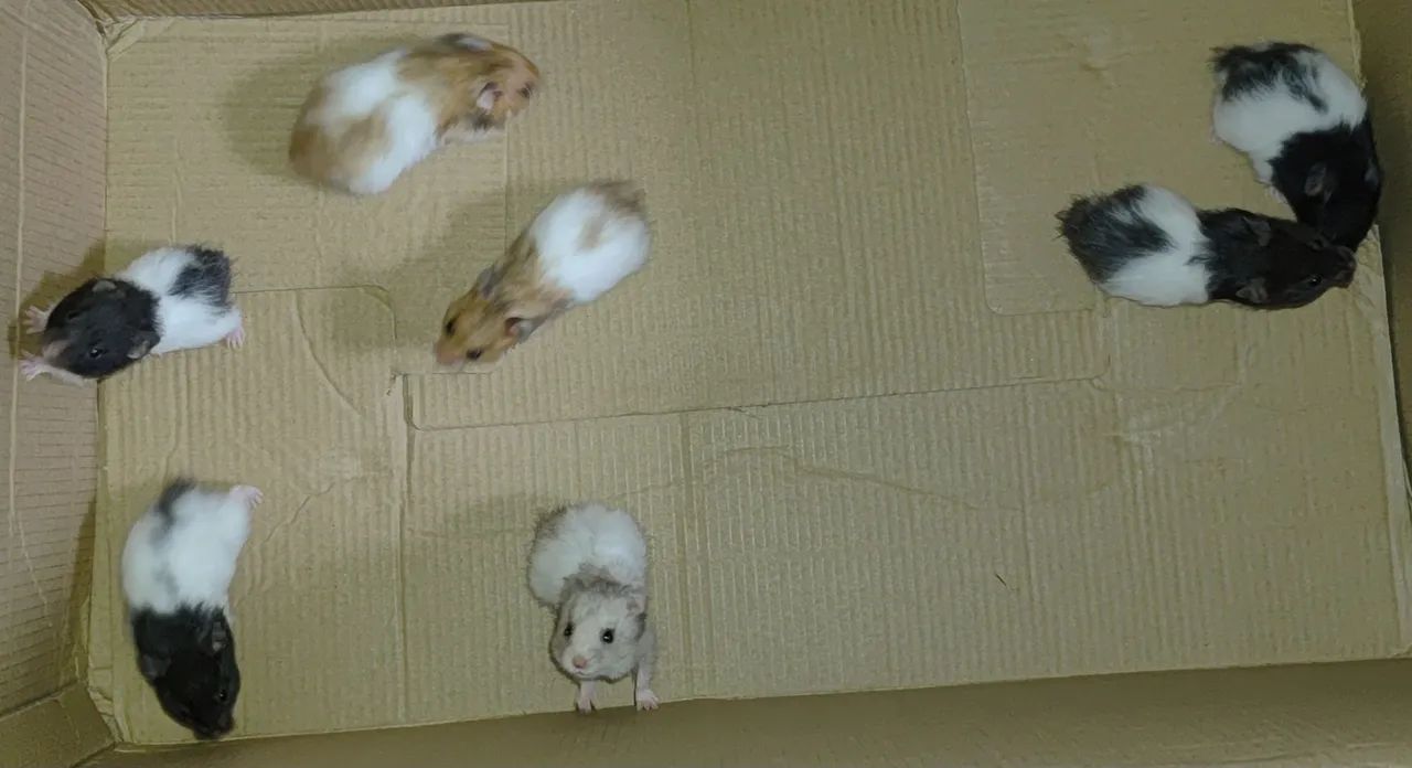 Hamster Sírio  - Foto 4