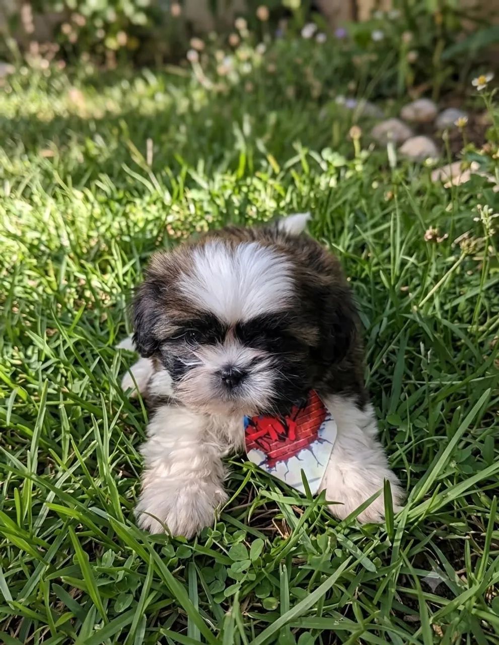 Promoção de Shihtzu Mini  - Foto 4