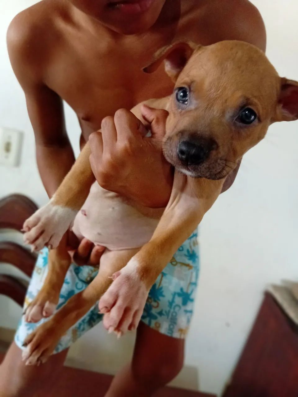 Pitbull - Foto 2
