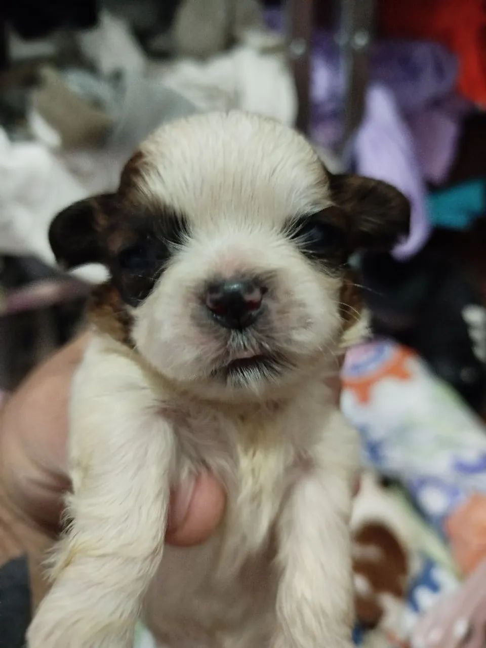 Filhotes Shitzu lindos!!! - Foto 4