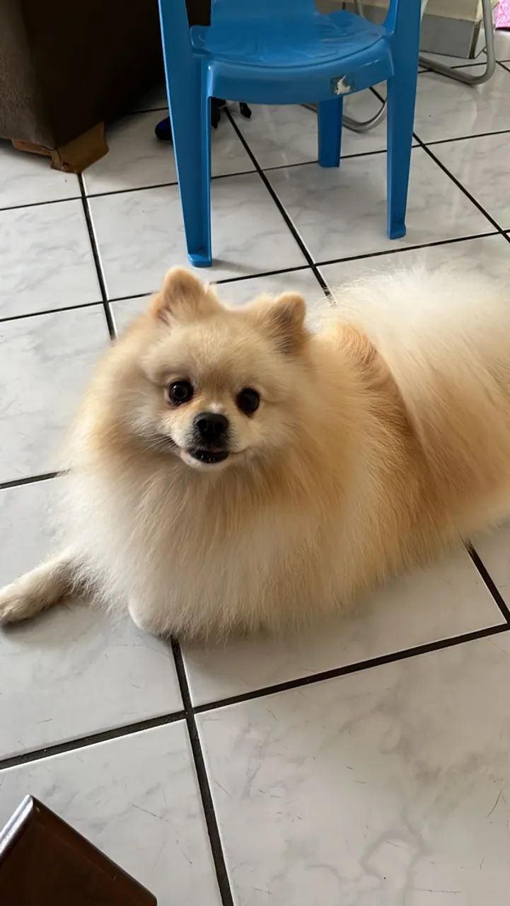 Cachorro Spitz alemão  - Foto 2
