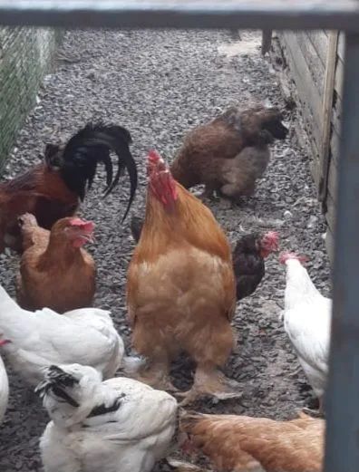 Galo e galinha raça Brahma GRAVATAÍ 