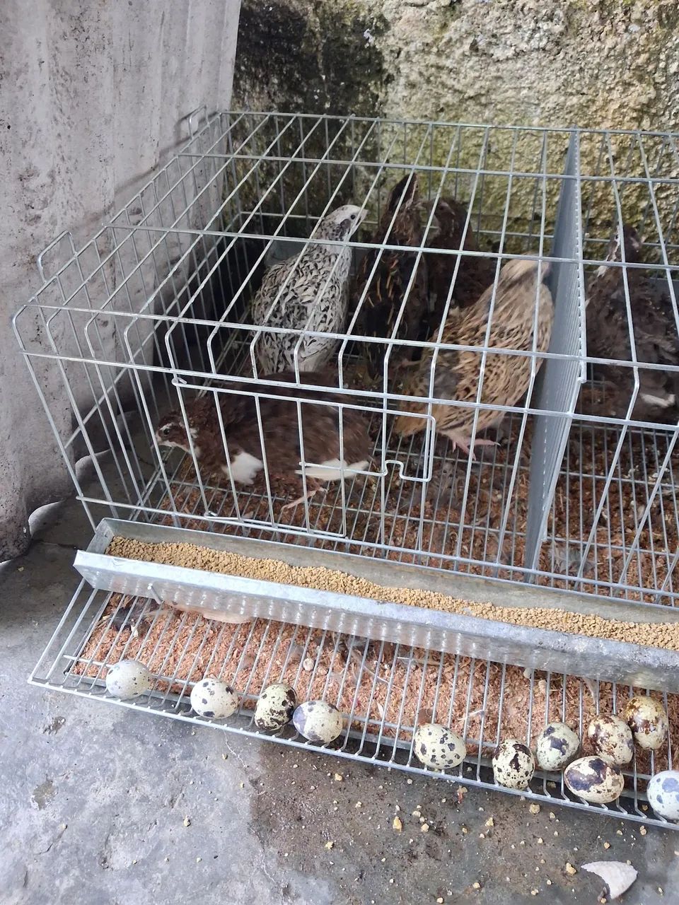 Codorna  - Foto 2
