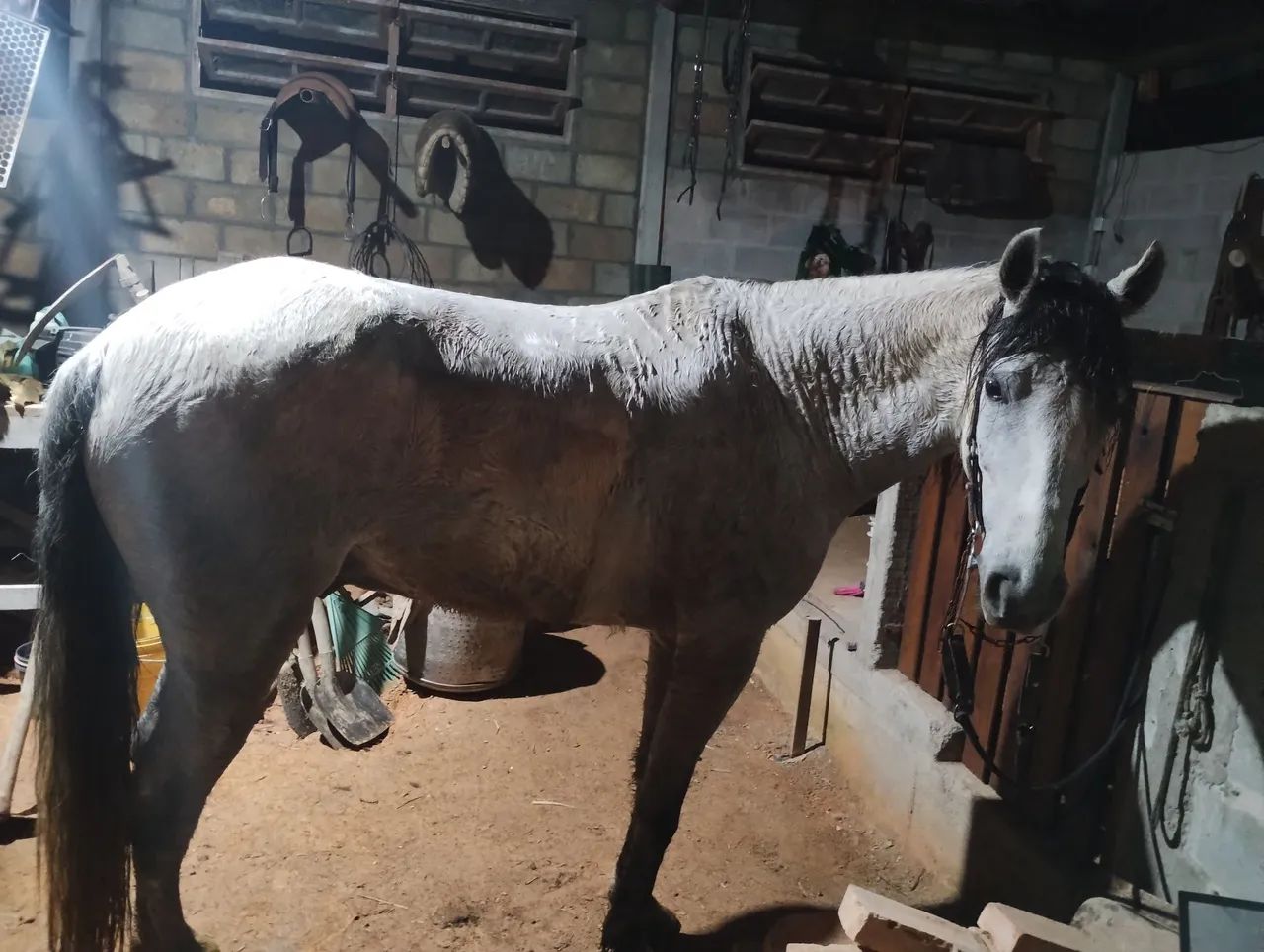 Cavalo  - Foto 4