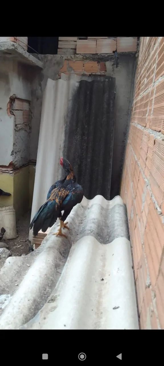 Galo índio  - Foto 4