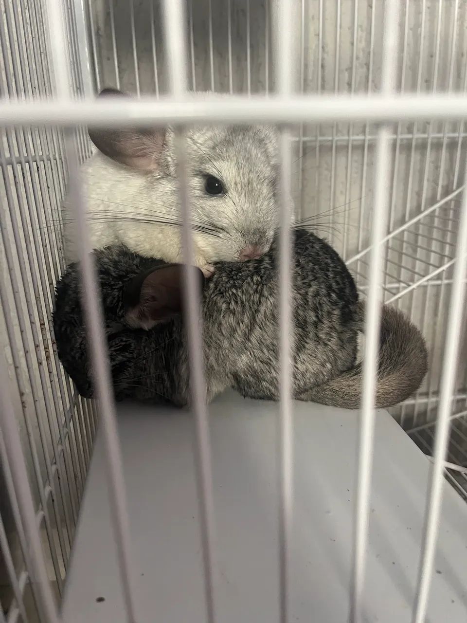 Chinchilas 