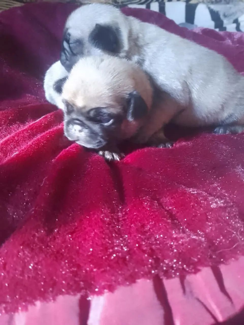 Pugs super barato  - Foto 2