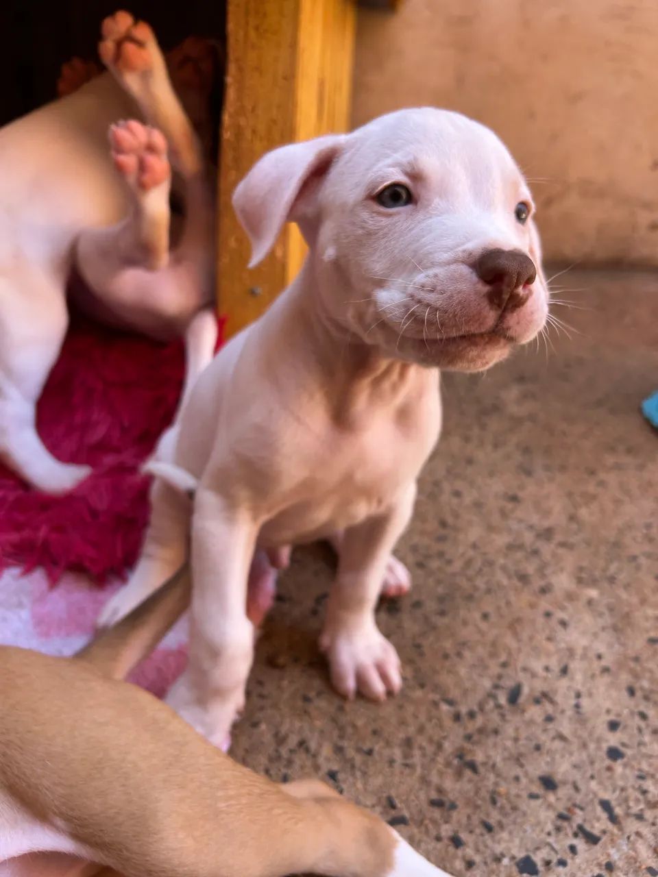 Filhotes Pitbull  - Foto 2