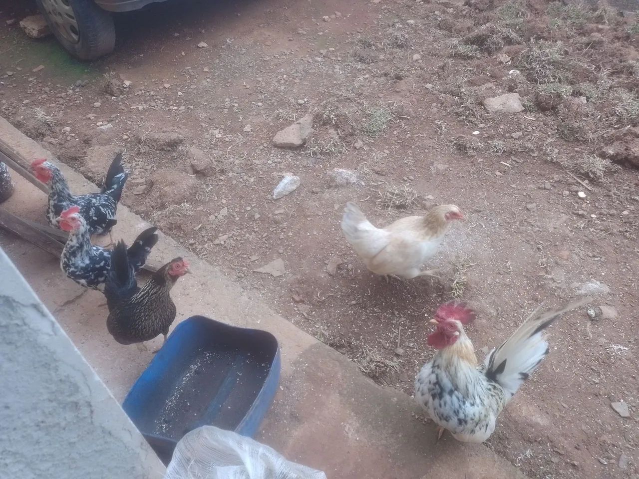 Aves 