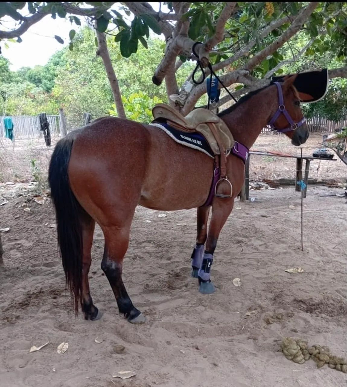 Égua de direita com documento 