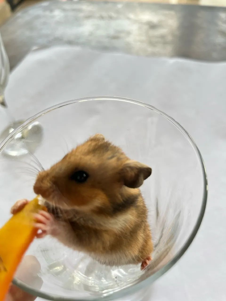 Hamster  - Foto 4