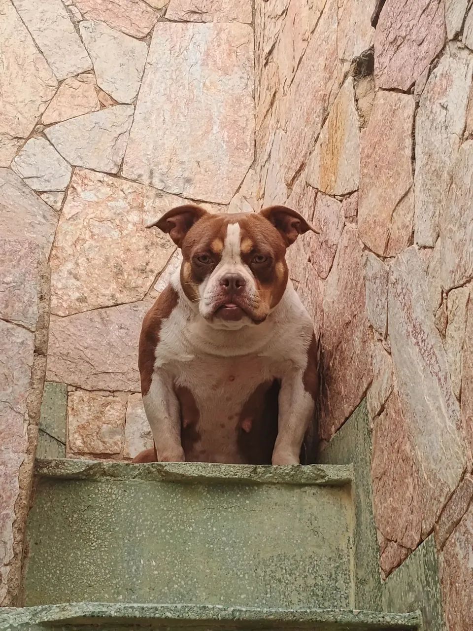 American Bully  - Foto 2