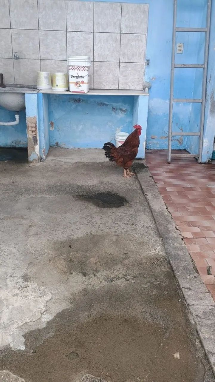 Galo - Foto 4