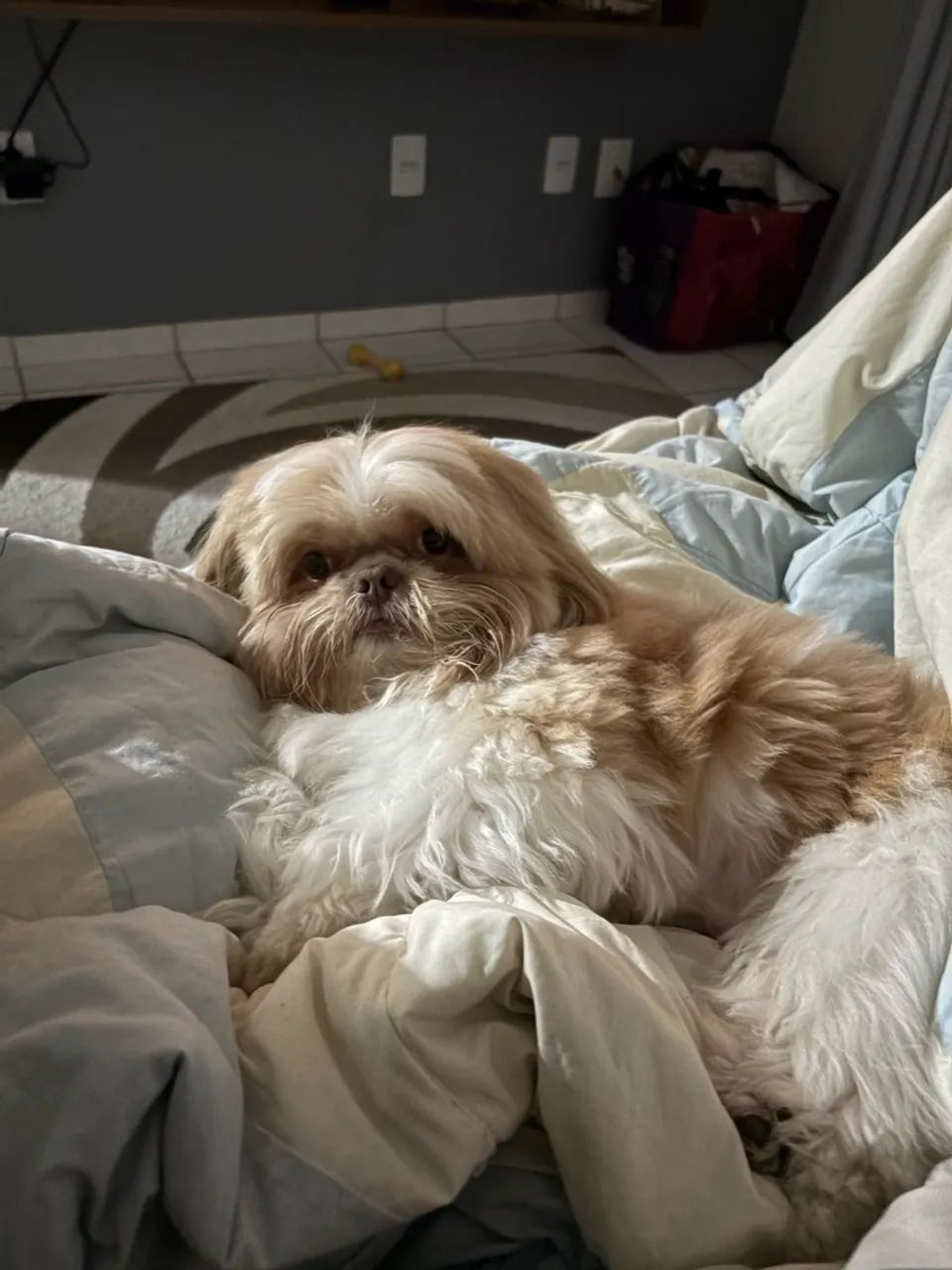 Shihtzu pra cruzar - Foto 2