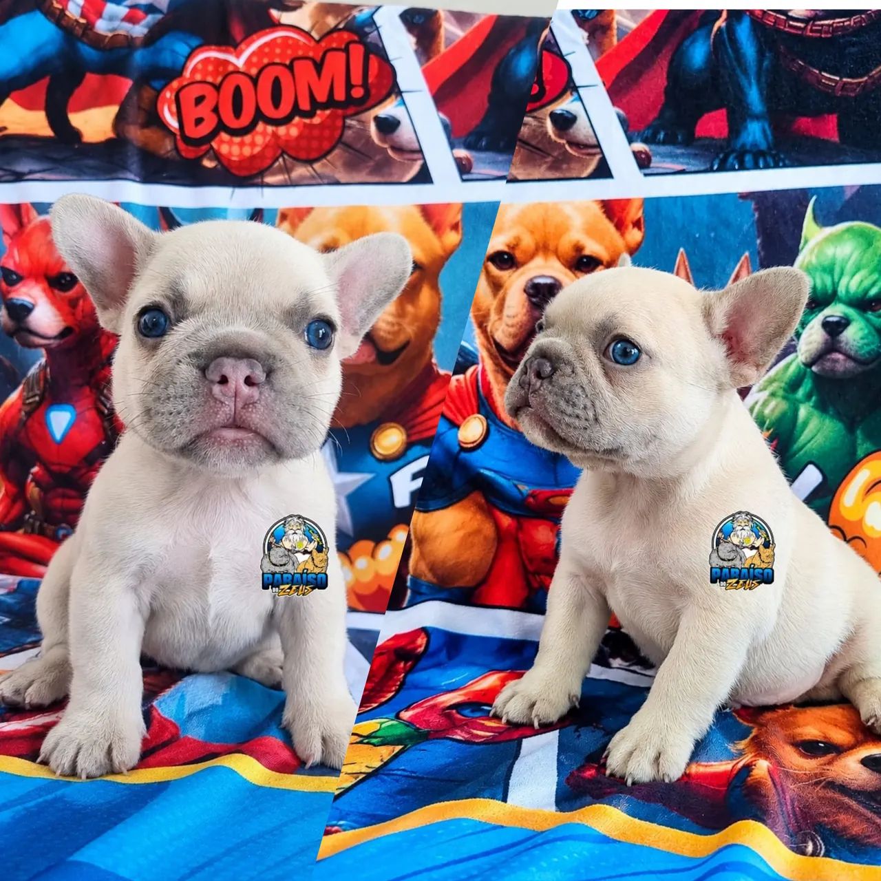 Bulldog Francês perfeição ? - Foto 3