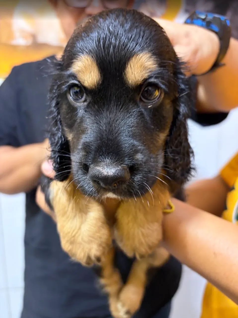 Filhotes Cocker Spaniel - Foto 3