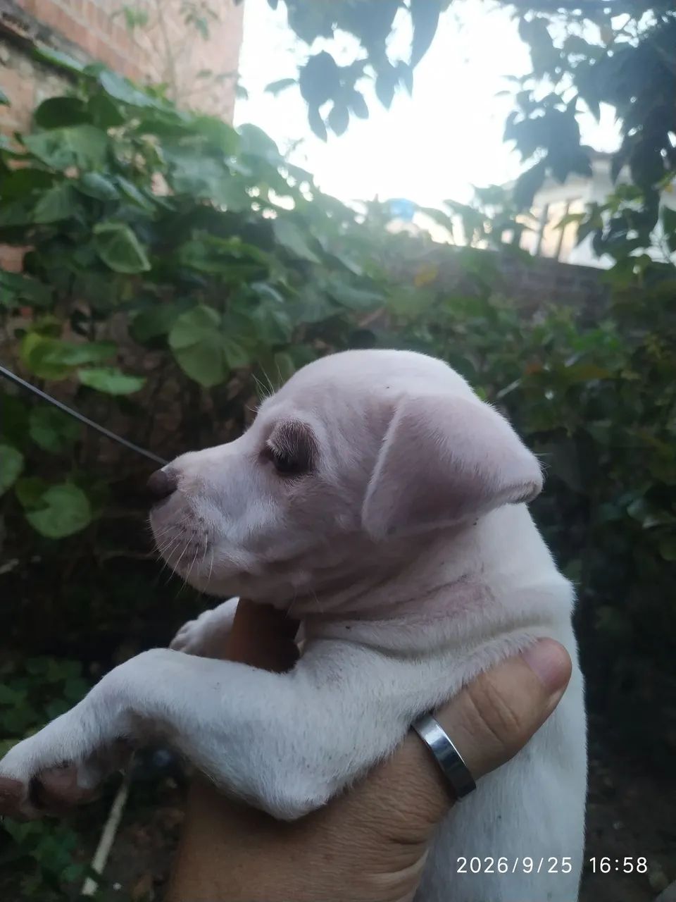 vendo filhote Pitbull 300 - Foto 3