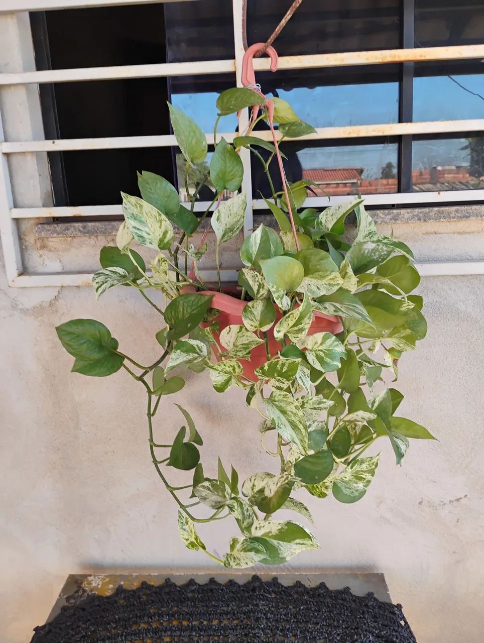 Vendo Planta - Jibóia Variegata 