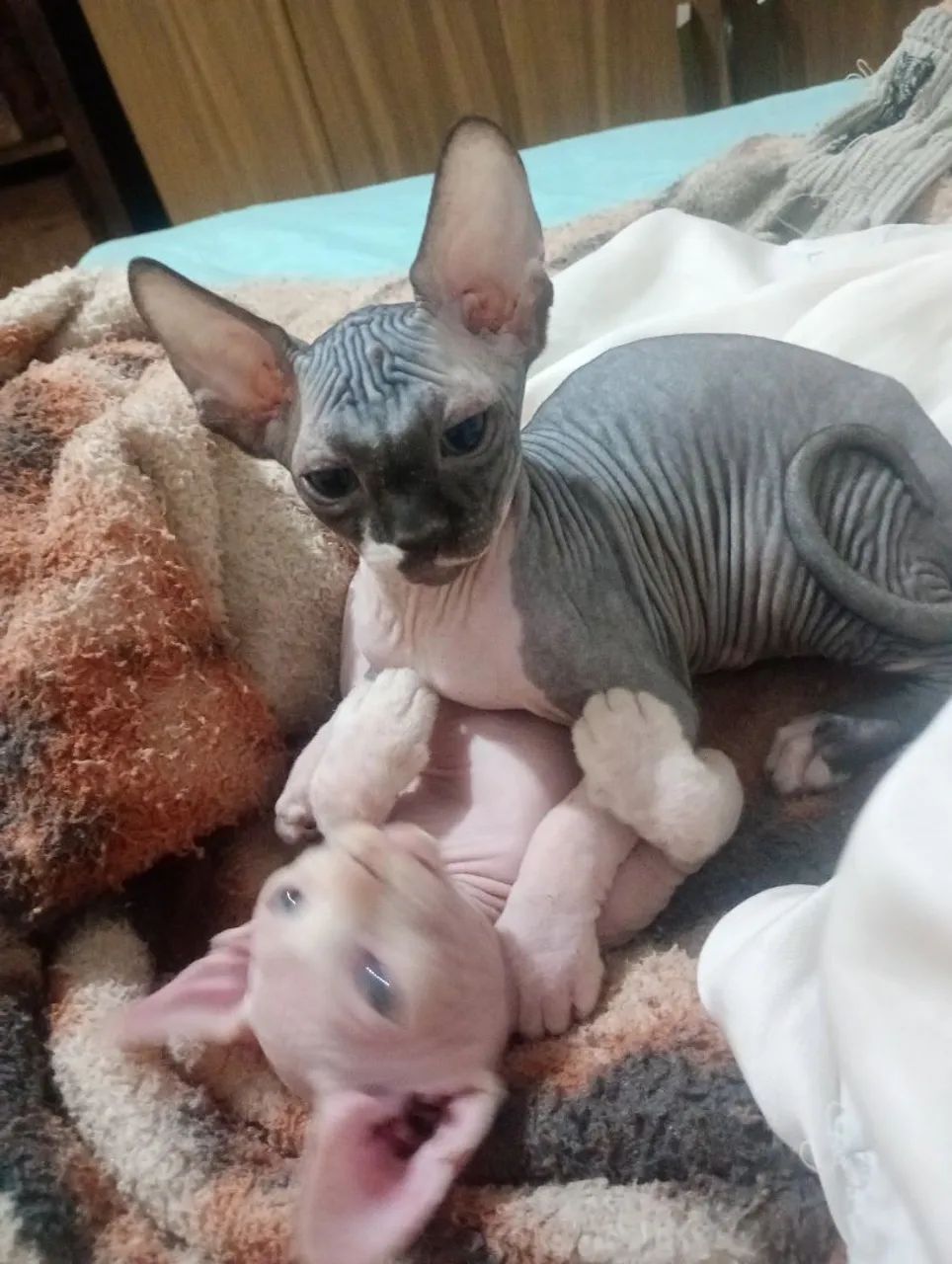 Gatos sphynx  - Foto 5