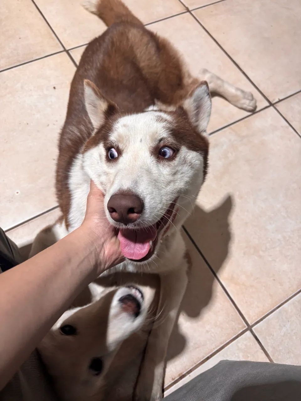 Doação de Husky siberiano  - Foto 3