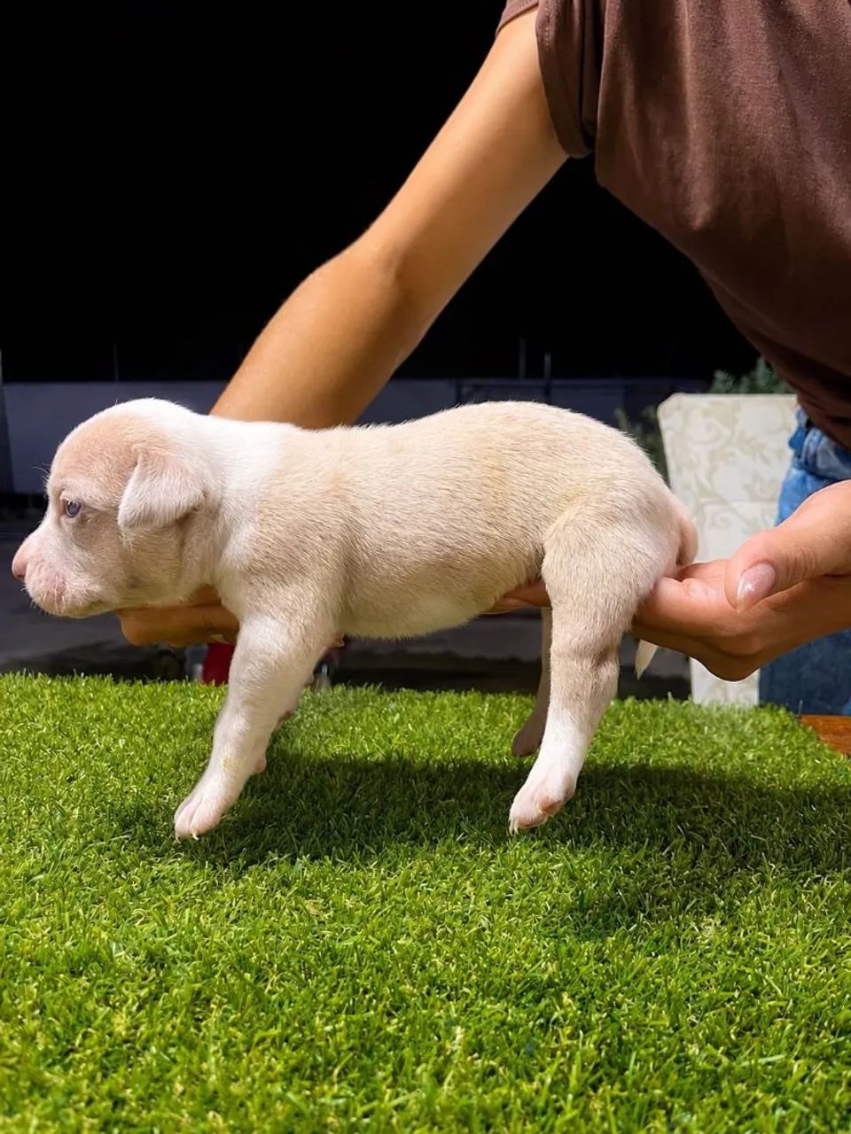 Filhotes de Pit Monster, com pedigree IBC - Foto 2
