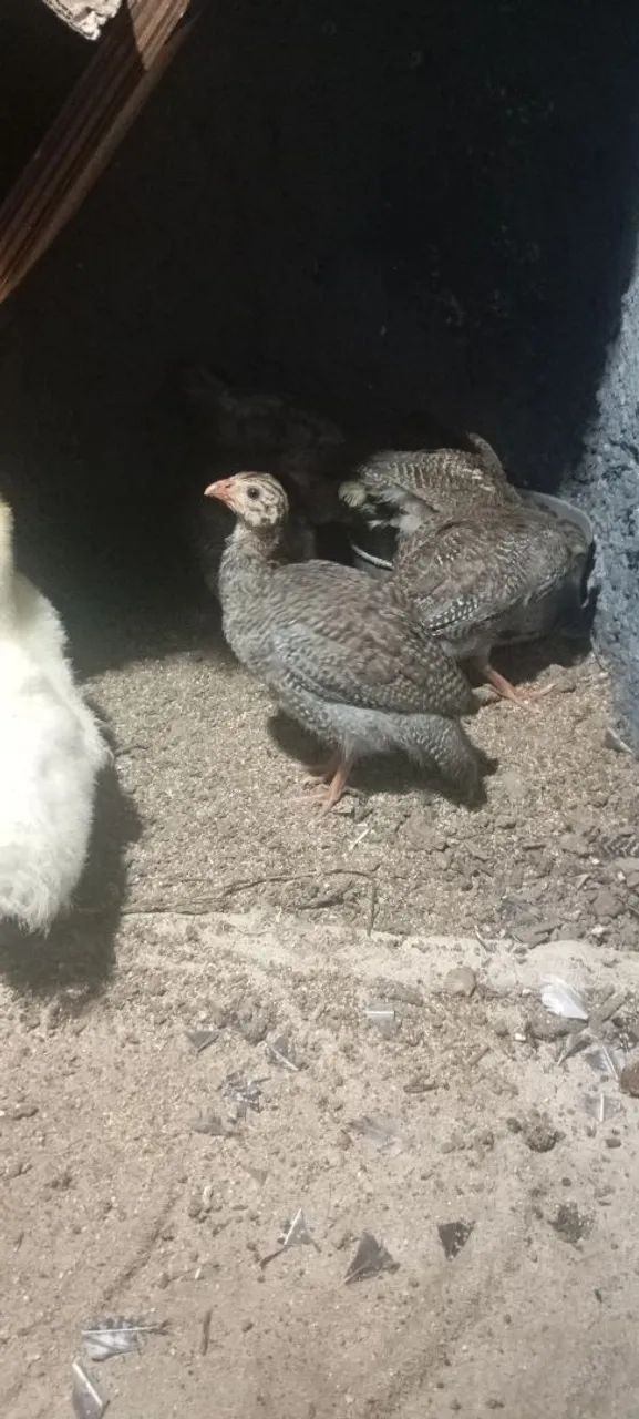 Galinhas  da Angola Lavanda  - Foto 2