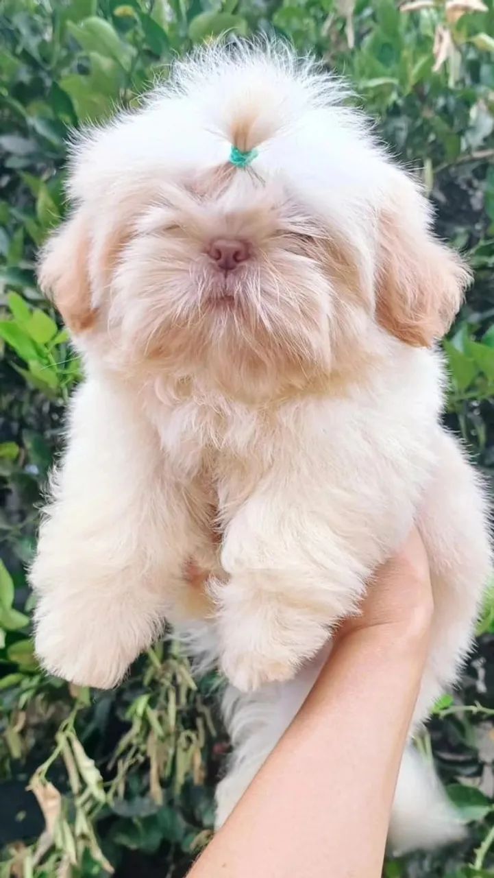 Shih tzu mini macho branco