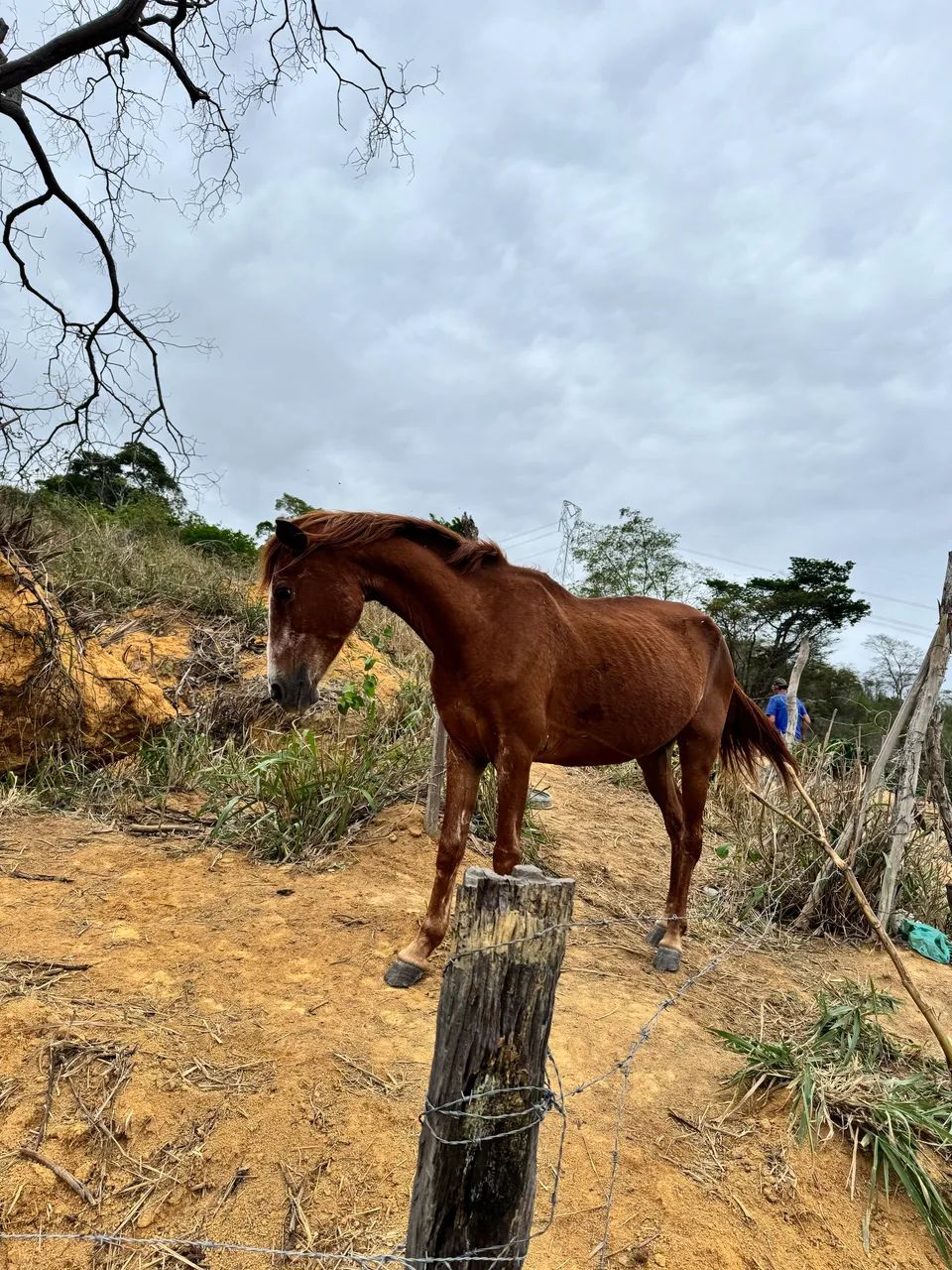 Égua mansa 
