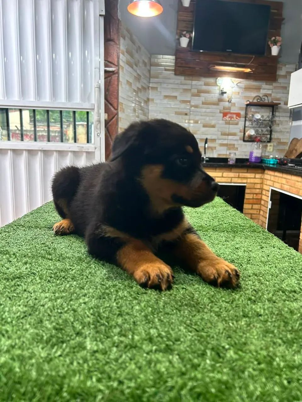 Rottweiler  - Foto 5