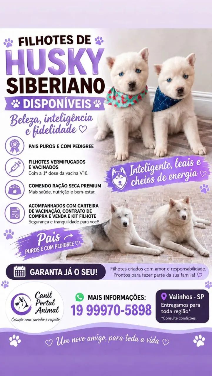 Husky siberiano disponíveis 