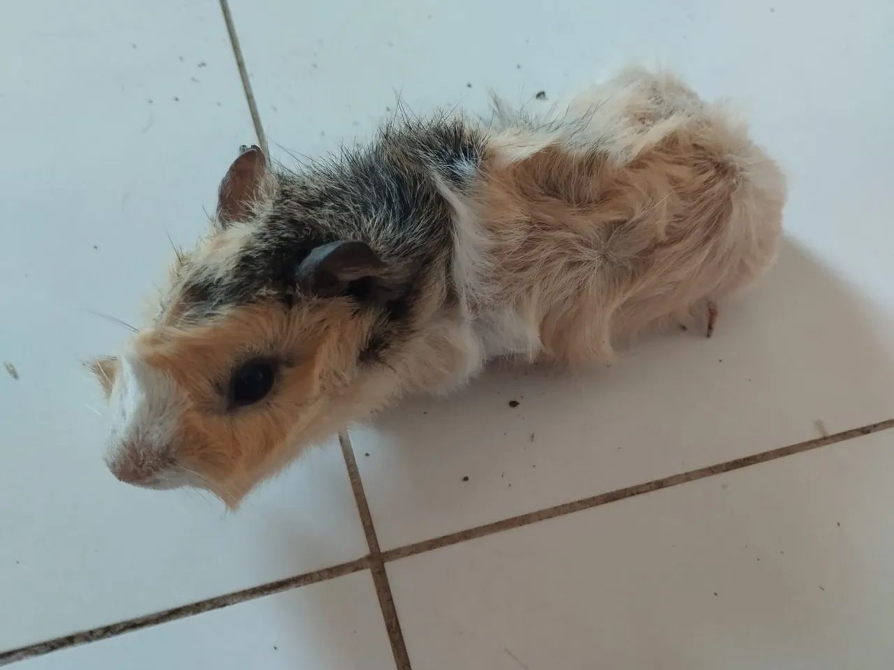 Porquinhos da índia  - Foto 4