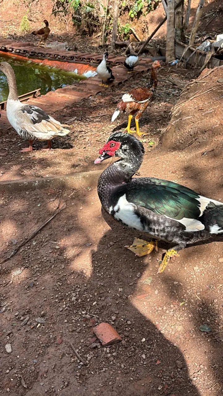 Vendo patos  - Foto 2