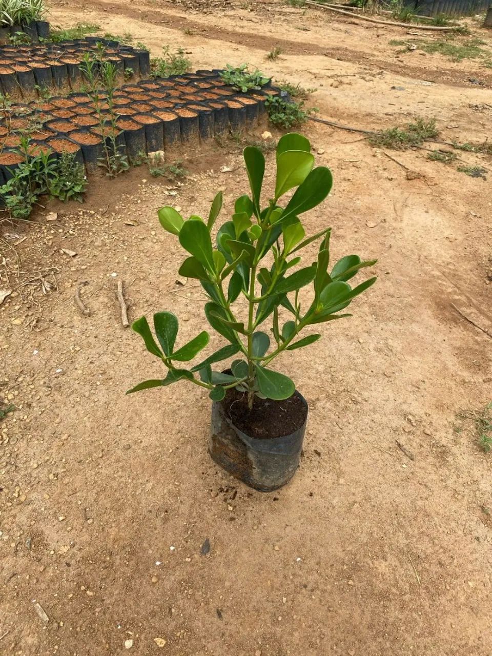 Plantas direto do produtor preço imperdivel - Foto 5