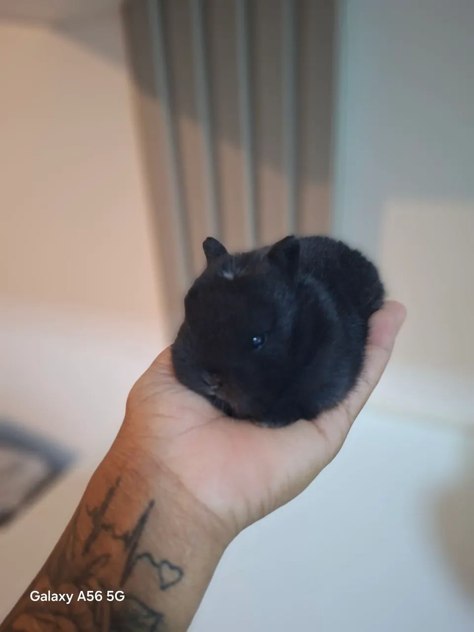   Anão Netherland Dwarf - Filhotes  - Foto 3