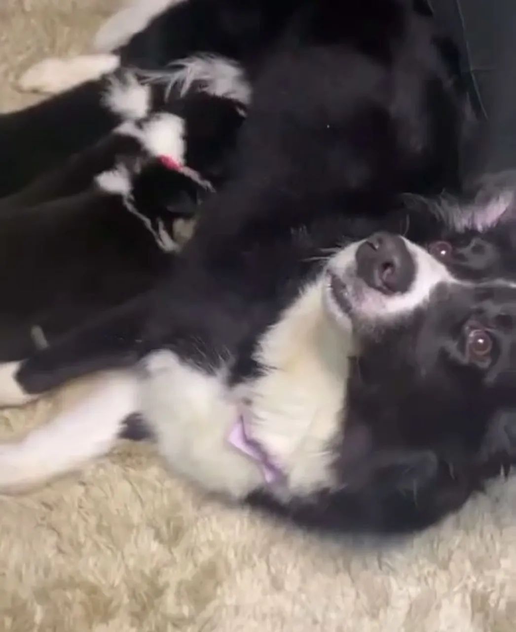 Filhotes de border collie com pedigree  - Foto 5