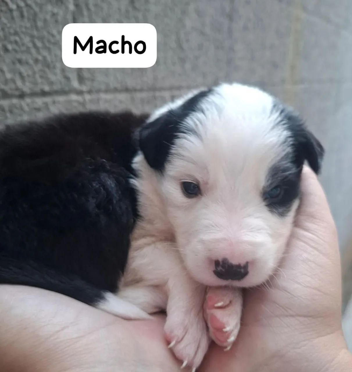 Filhotes de Border Collie - Foto 4
