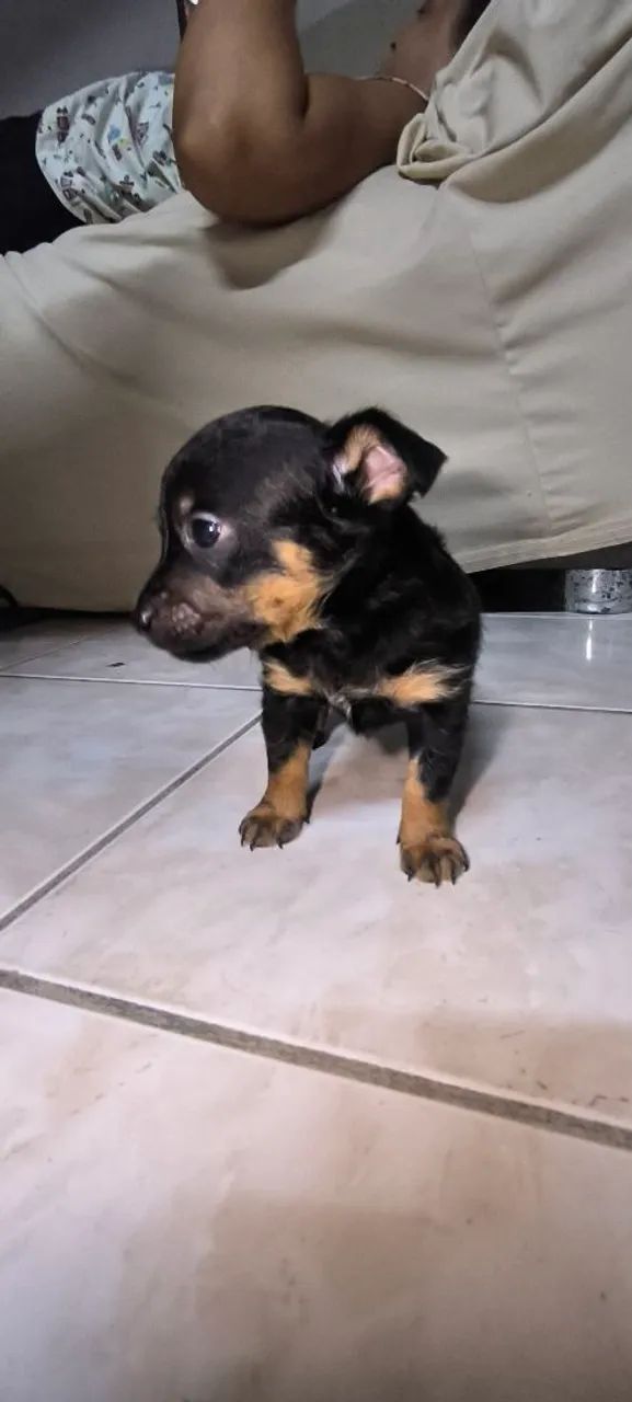Filhotinho Pinscher. - Foto 2