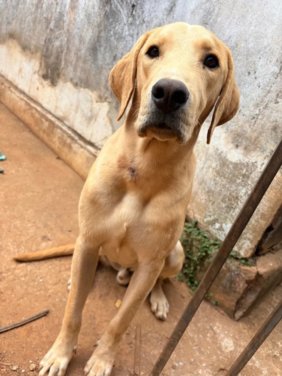 Doação cachorro  - Foto 2