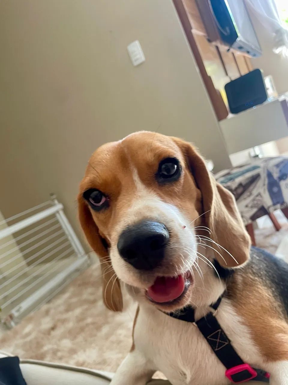 Beagle - 2 anos e 8 meses - Foto 4
