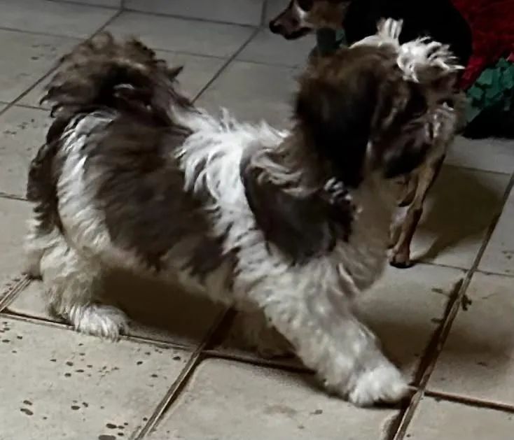 Cachorro - Foto 3