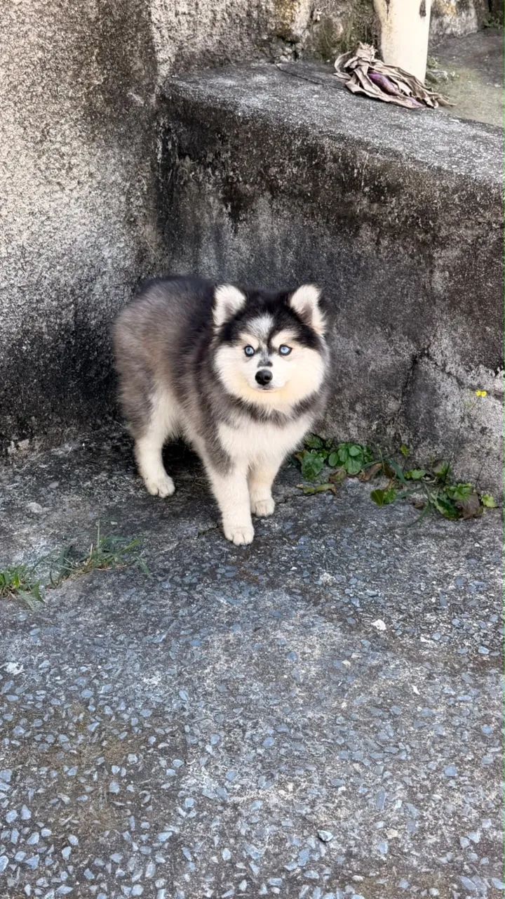 Filhotes Pomsky  - Foto 3