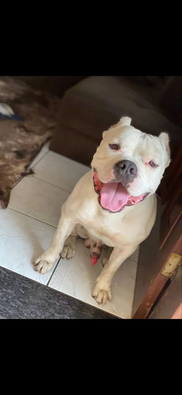 American Bully Doação  - Foto 4