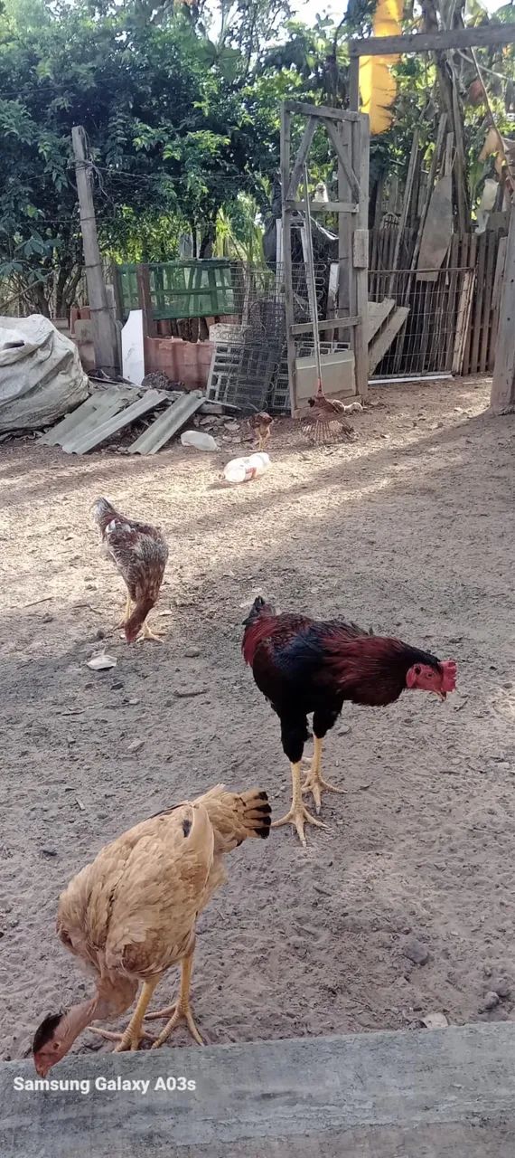 Venda Galinha carpira 