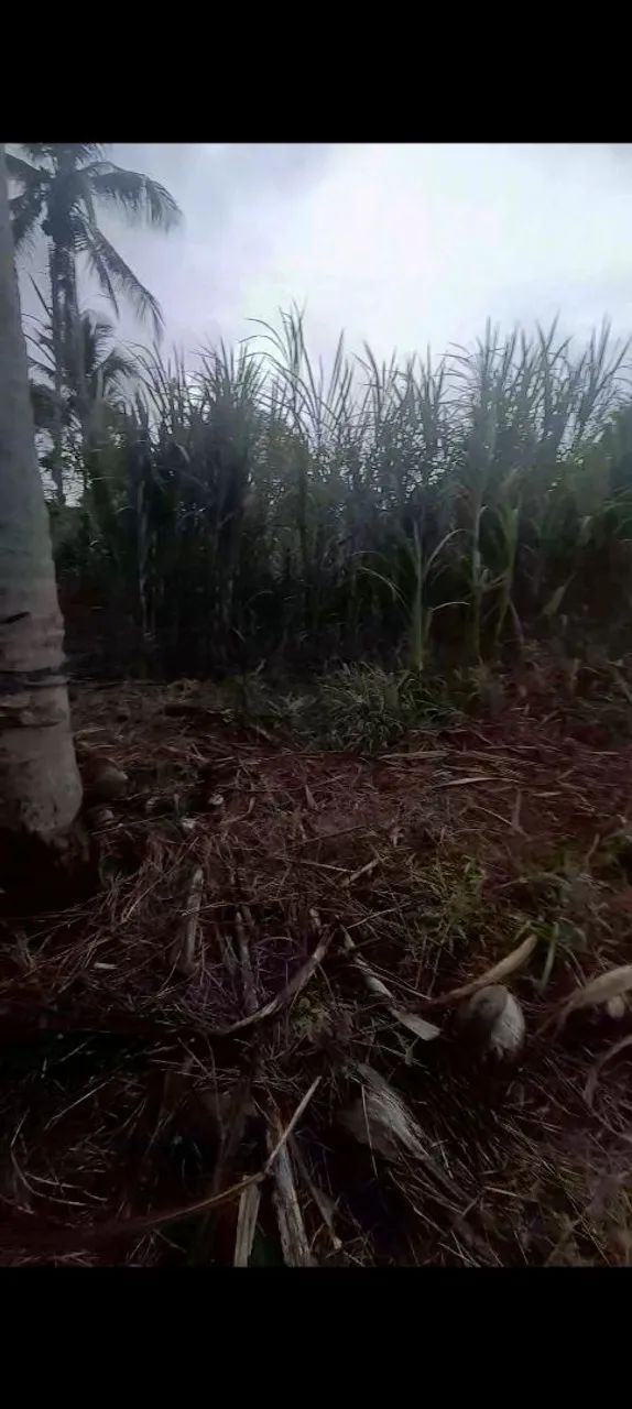 APROVEITE AS TROVOADAS E PLANTE BRS CAPIAÇU E BRS KURUMI  - Foto 2
