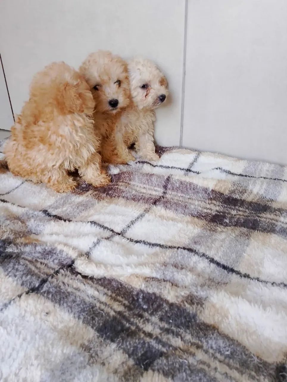 Filhotes de poodle macho - Foto 3