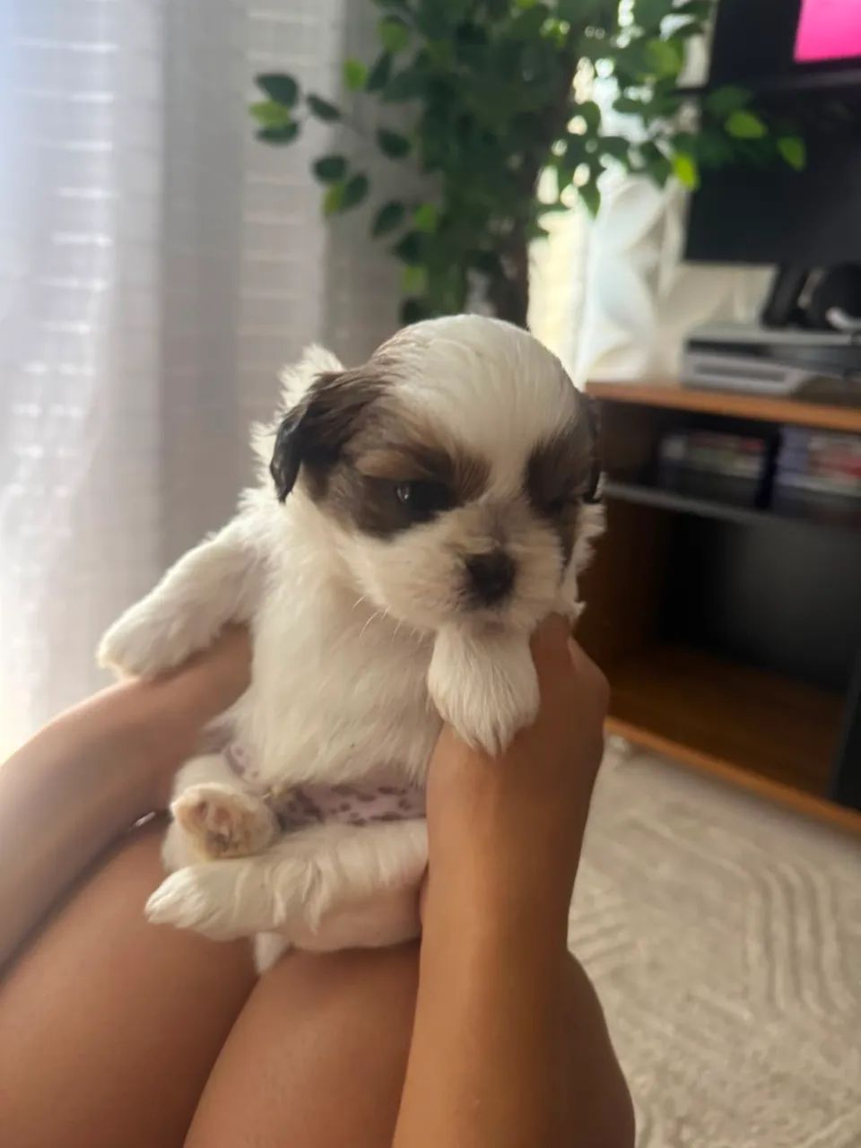 Shi tzu macho  - Foto 3