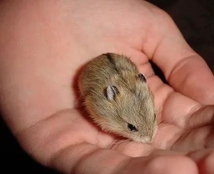 Hamster Filhote 